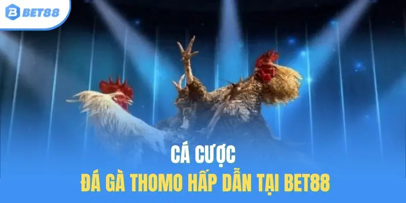 Cá cược đá gà Thomo hấp dẫn tại Bet88