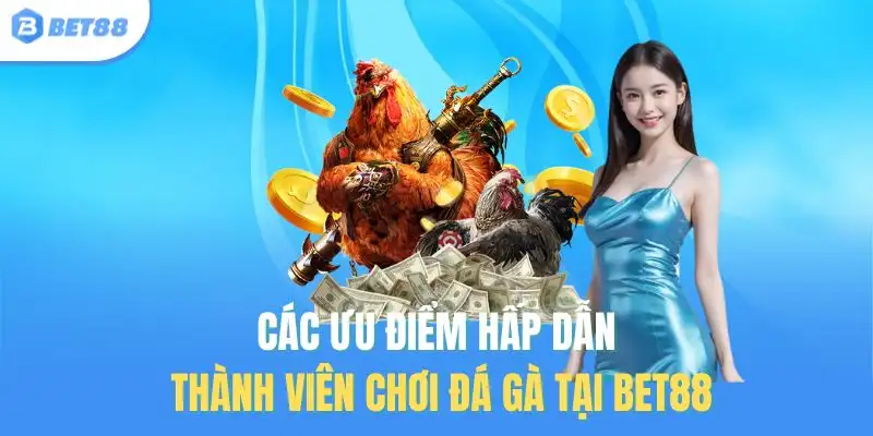 Các ưu điểm hấp dẫn thành viên chơi đá gà tại Bet88