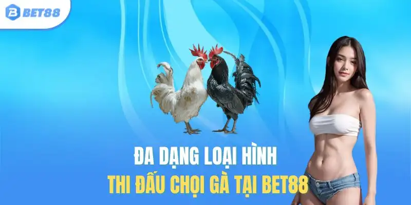 Đa dạng loại hình thi đấu chọi gà tại Bet88