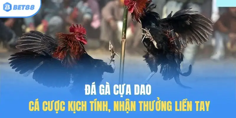 đá gà cựa dao bet88