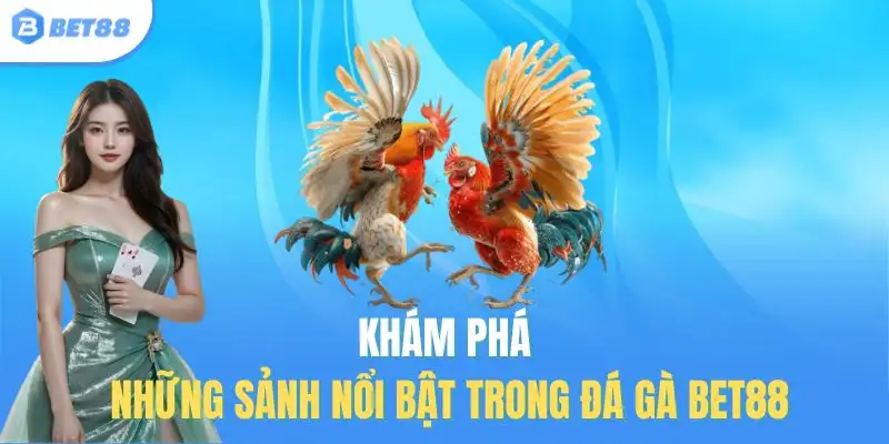 Khám phá những sảnh nổi bật trong đá gà Bet88