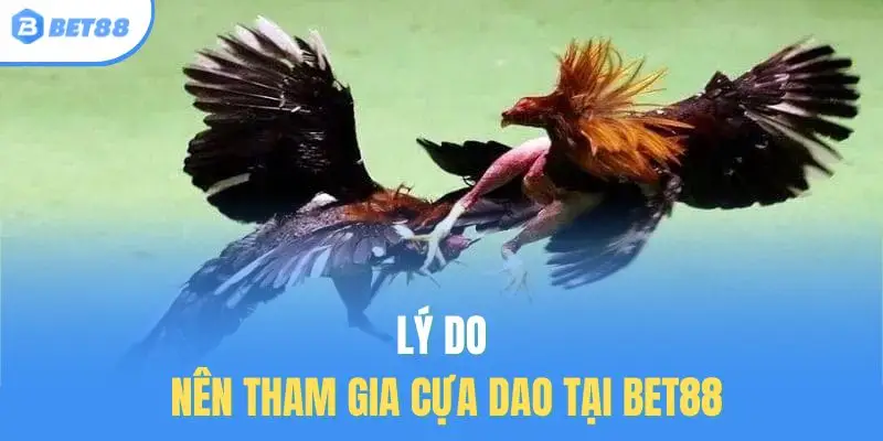 Lý do nên tham gia cựa dao tại Bet88