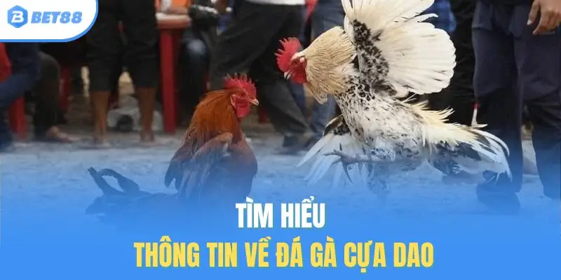 Tìm hiểu thông tin về đá gà cựa dao